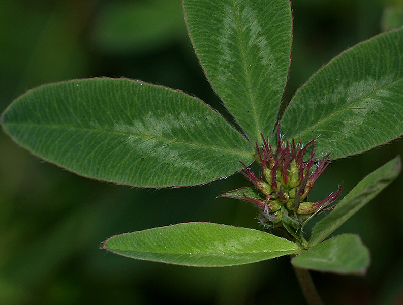 Trifolium pratense / Trifoglio dei prati